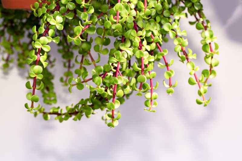 Portulacaria afra (Elephant Bush)