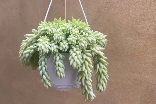 Sedum Morganianum (Donkey Tail)