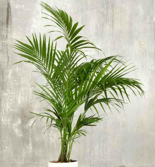 Howea Forsteriana (Kentia Palm)