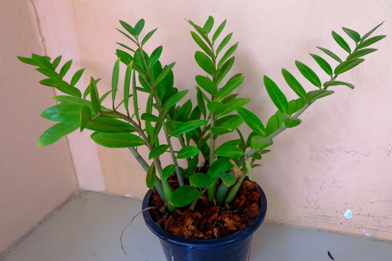 Zamioculcas zamiifolia (Zanzibar Gem)