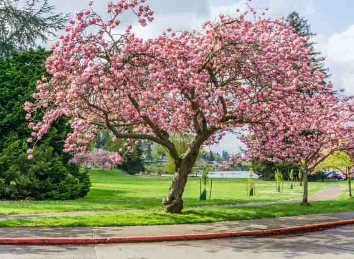 Prunus Kanzan (Cherry Blossom Tree)