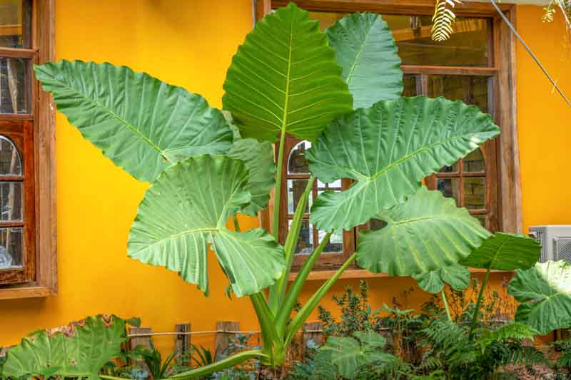 Alocasia Macrorrhizos (Giant Taro)