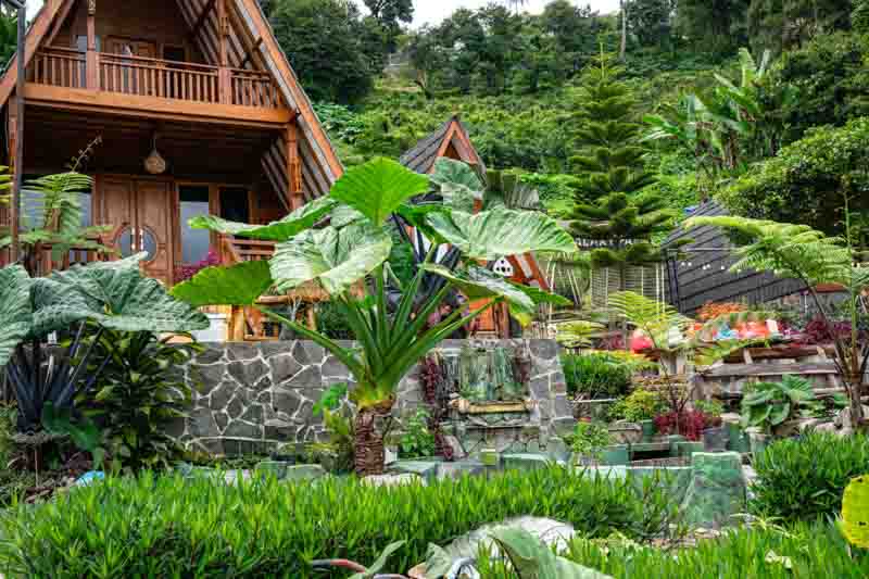 Alocasia Macrorrhizos (Giant Taro)