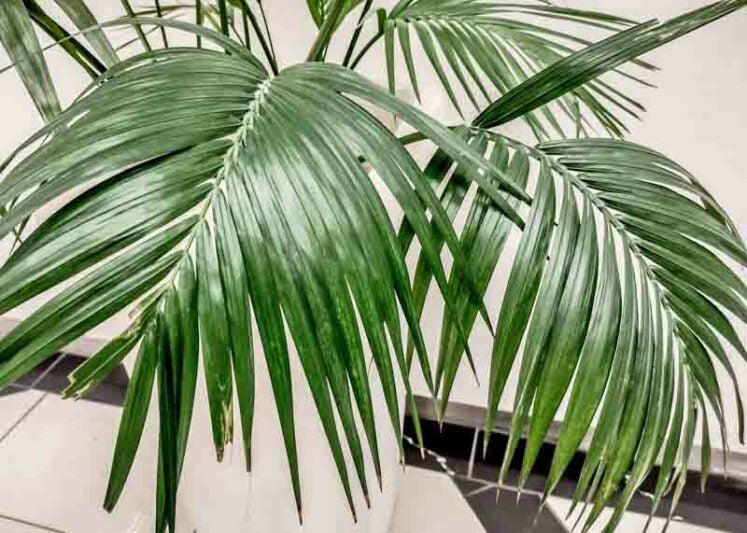 Howea Forsteriana (Kentia Palm)