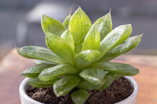 Haworthia Cymbiformis (Cathedral Window Haworthia)