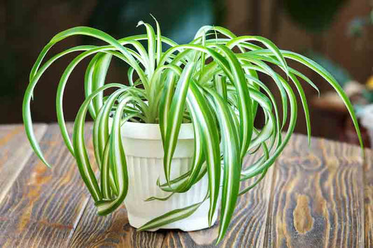 Chlorophytum Comosum (Variegated Ribbon Plant)