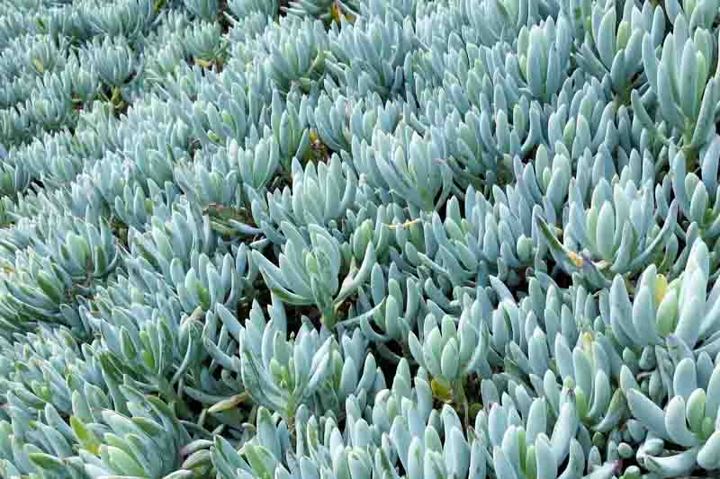 Senecio Blue Chalk Dwarf (Blue Chalk Stick Dwarf)