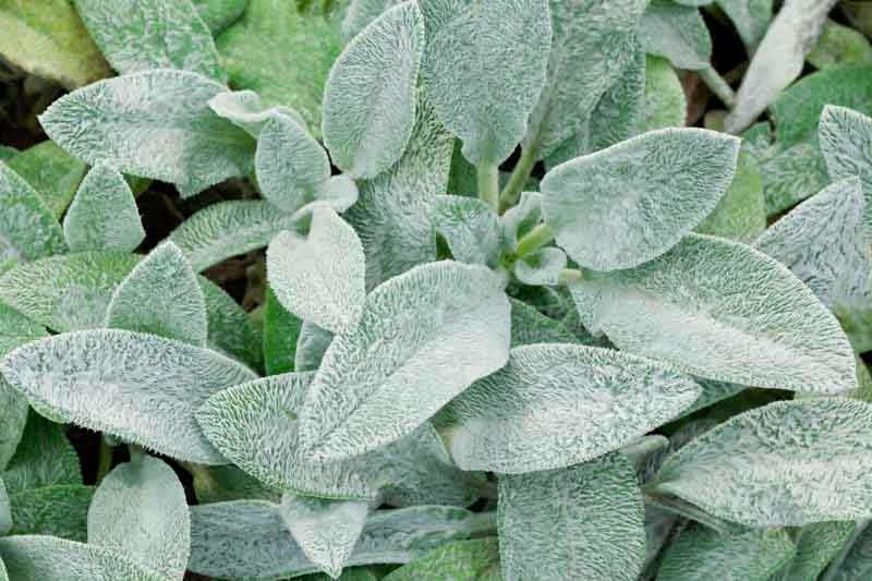 Stachys Byzantina ‘Stacey’s’ (Stacey’s Lamb Ear)