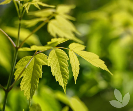 Acer Negundo ‘Kelly’s Gold’ (Kelly’s Gold Box Elder)