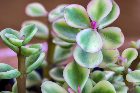 Portulacaria afra variegata (Variegated Elephant Bush)