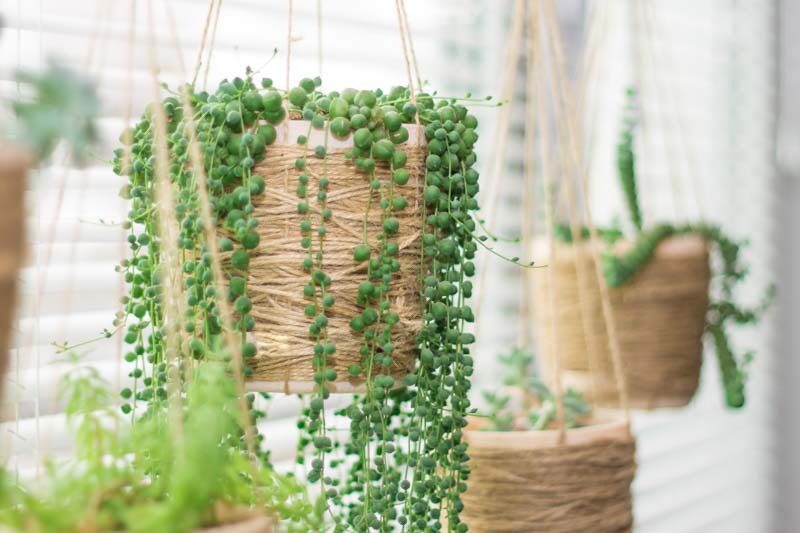 Senecio Rowleyanus (String of Pearls)