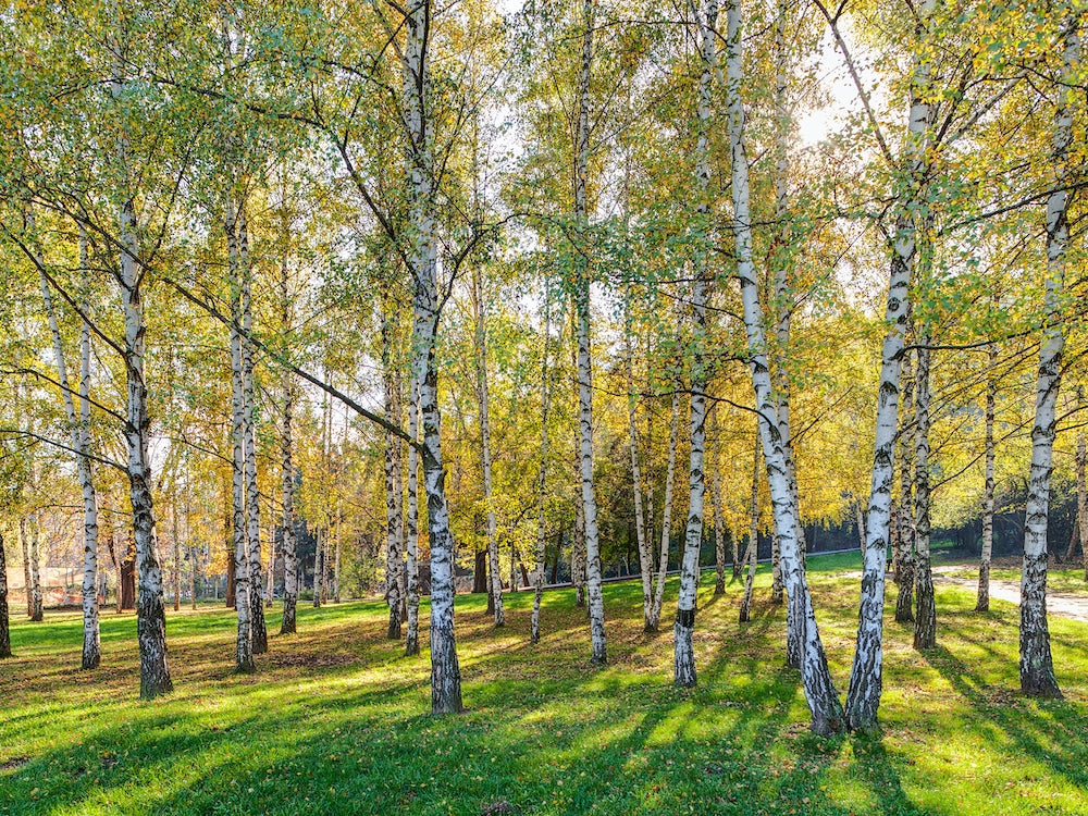 Betula Pendula (Silver Perch)