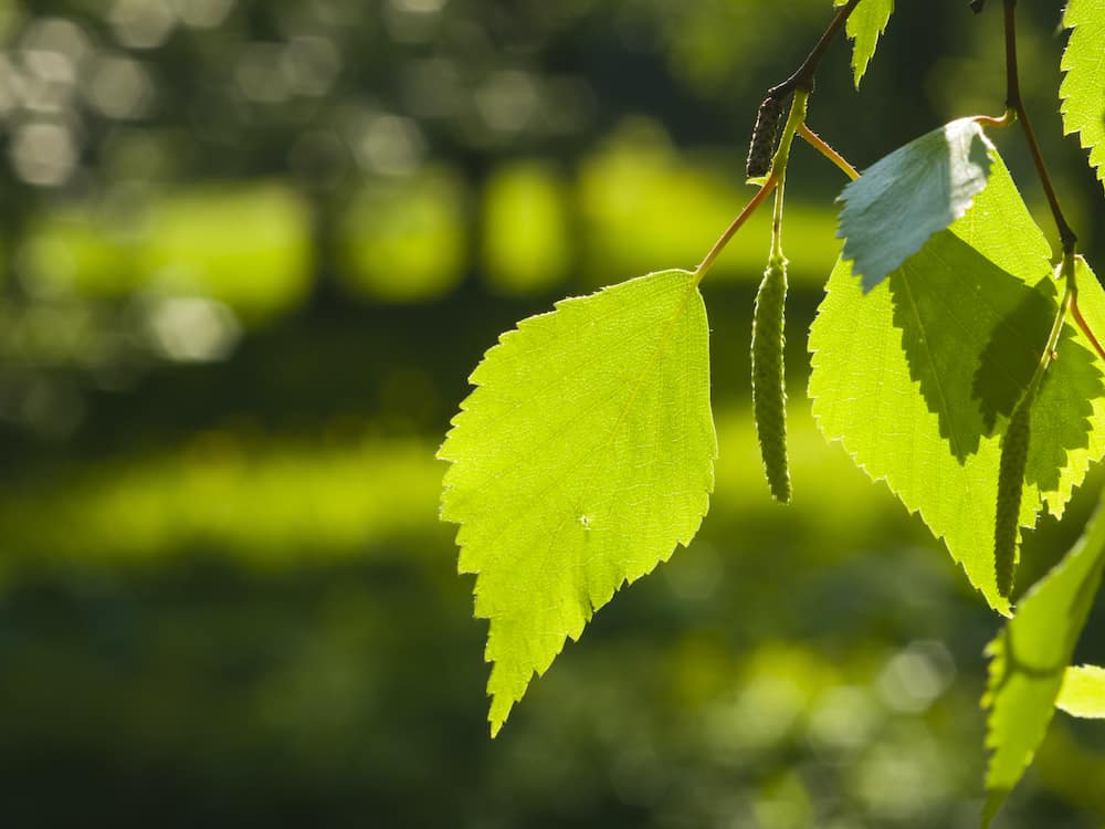 Betula Pendula (Silver Perch)