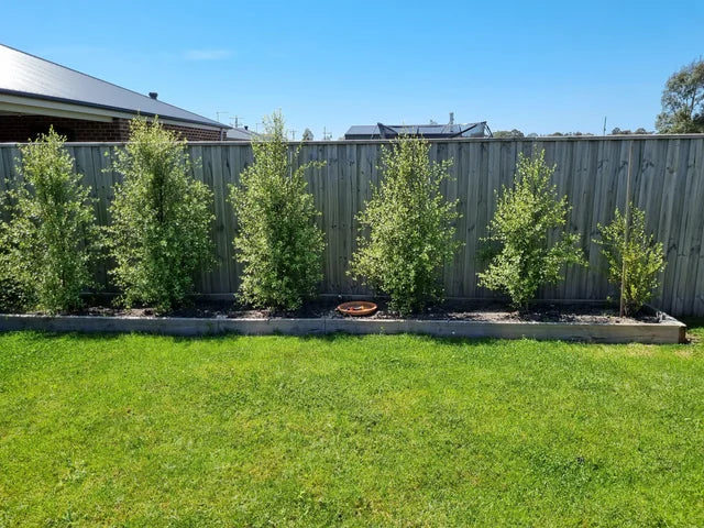 Landscaped backyard with six Pittosporum Tenuifolium (Silver Sheen) trees planted along a timber fence, creating a natural privacy screen.