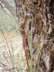 Dianella longifolia (Pale Flax Lily)