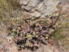 Crassula Atropurpurea (Purple Crassula)