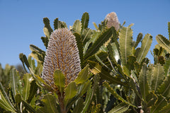 Banksia serrata (Old Man Banksia)