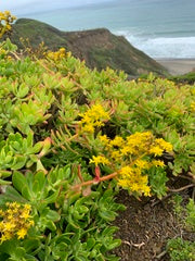 Sedum Praealtum (Mexican Bush)