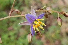 Dianella longifolia (Pale Flax Lily)