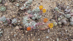 Echeveria ’Painted Lady’