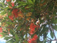 Stenocarpus sinuatus (Firewheel Tree)