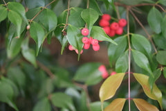 Syzygium Luehmannii (Small-Leaved Lilly Pilly)