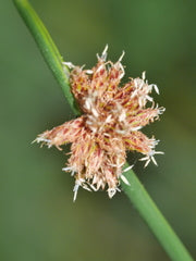 Isolepis Nodosa (Knobby Clubrush)