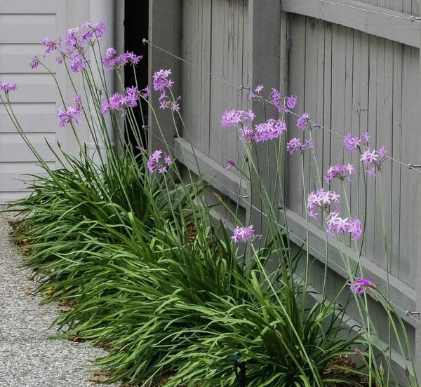 Tulbaghia Violacea (Society Garlic)