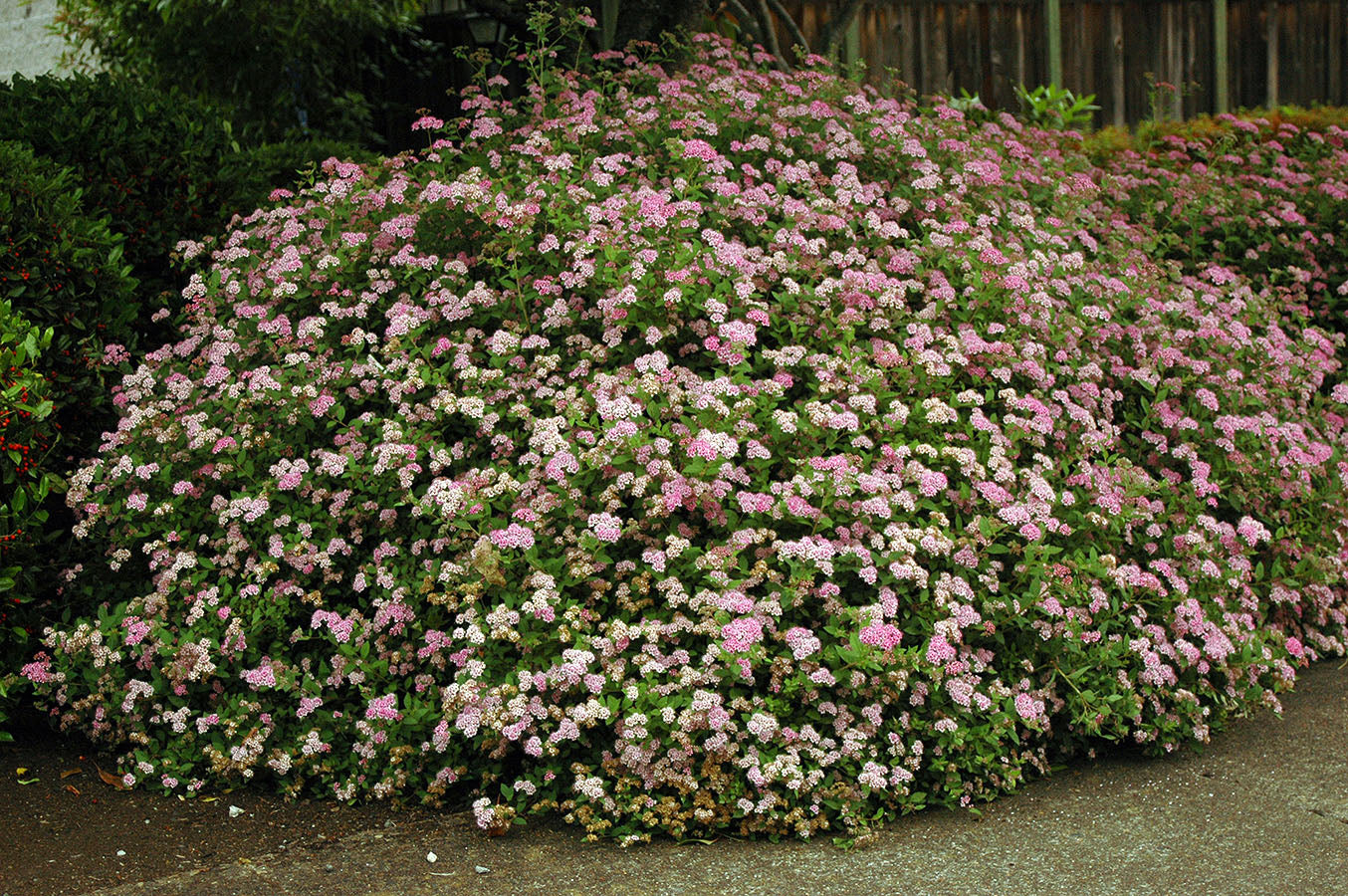 Spiraea Japonica 'Pink Ice' (Pink Ice Spiraea)