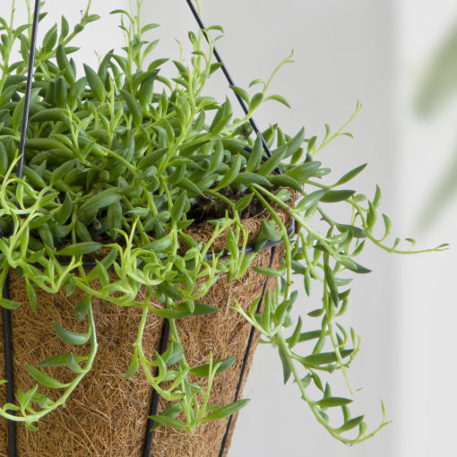 Senecio Radicans (String of Bananas)