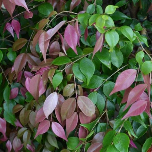 Syzygium luehmannii (Lulu)