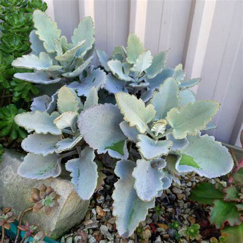 Kalanchoe Beharensis 'Oak Leaf' (Oak Leaf Kalanchoe)