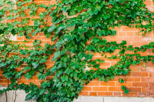 Parthenocissus Tricuspidata (Boston Ivy)