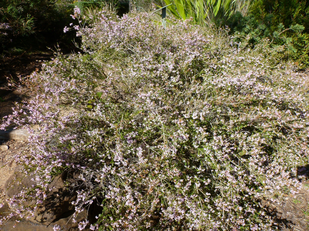 Thryptomene saxicola F.C. Payne (Rock Thryptomene)