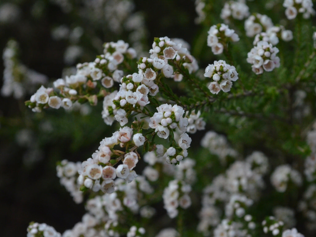 Thryptomene Saxicola 'White' (White Thryptomene)