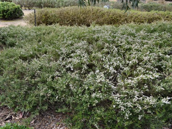 Thryptomene Saxicola 'White' (White Thryptomene)