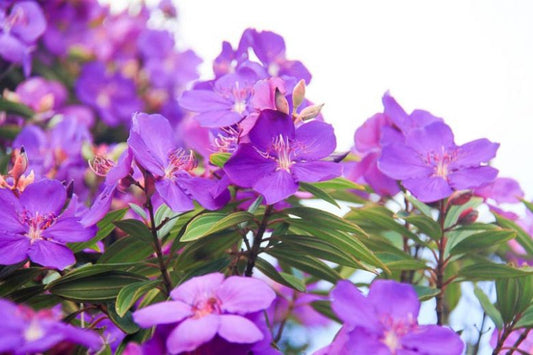 Tibouchina granulosa Jules (Purple Glory Bush)