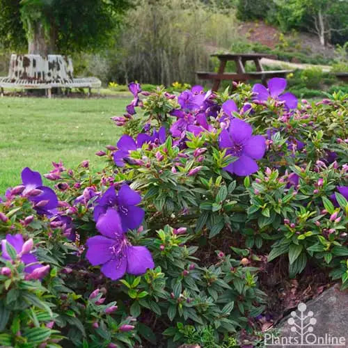 Tibouchina Lepidota 'Jules' (Dwarf Tibouchina)