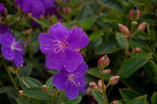 Tibouchina Lepidota 'Jules' (Dwarf Tibouchina)