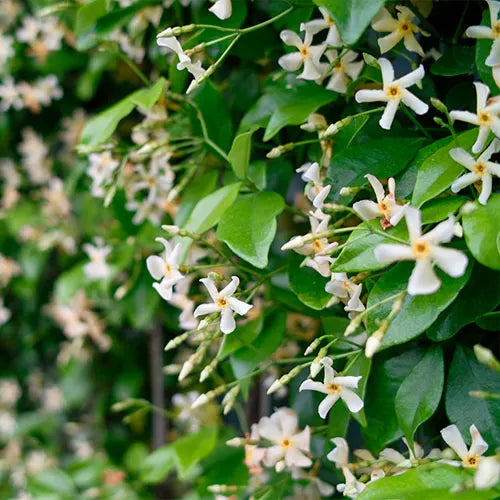 Trachelospermum Asiaticum (Asian Star Jasmine)