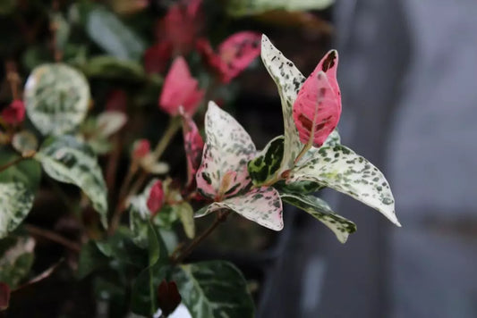 Trachelospermum Tricolour (Tricolour Star Jasmine)