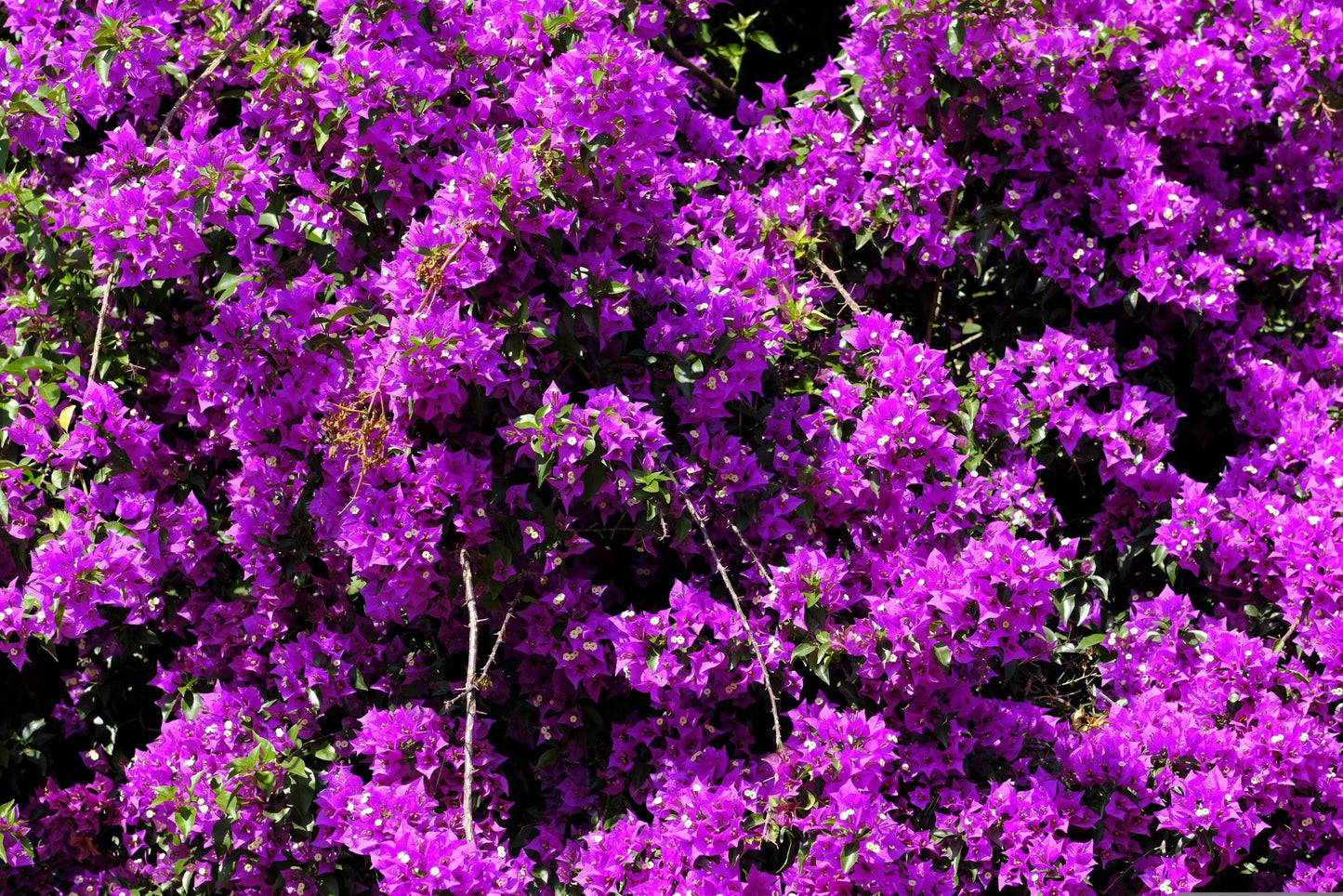 Bougainvillea Glabra (Gloucester Royal)