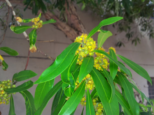 Tristaniopsis Laurina (Water Gum)