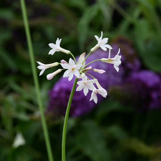 Tulbaghia alba (White Society Garlic)