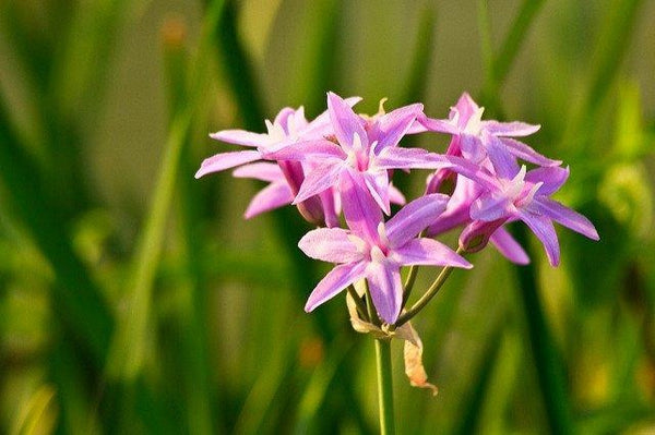 Tulbaghia Violacea (Society Garlic)