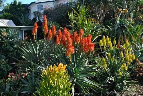 Aloe 'Southern Cross'