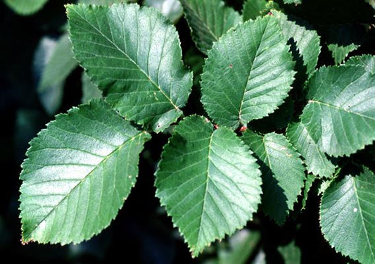 Ulmus Procera (English Elm)