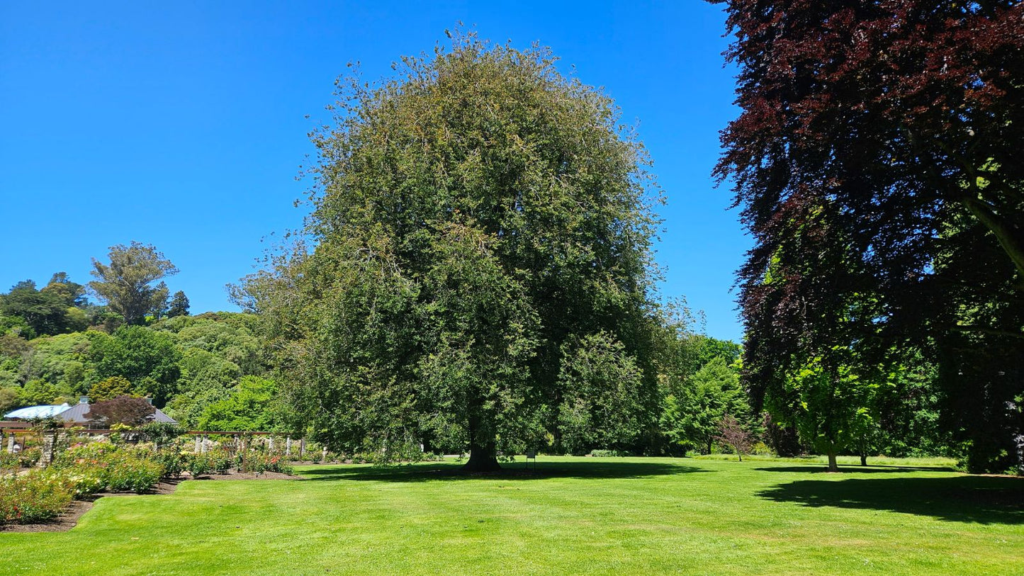 Ulmus Procera (English Elm)