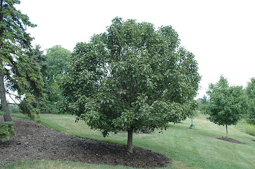 Pyrus Southworth Dancer (Southworth Dancer Pear Tree)