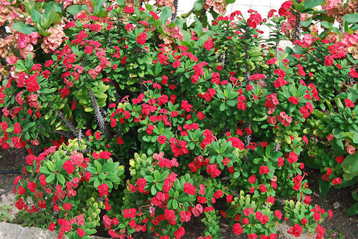 Euphorbia Milii Dwarf Red (Dwarf Red Crown of Thorns)